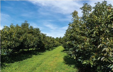 Avogold Plantation - Farm