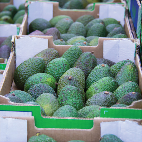 Boxes of Packed Avocados at Avogold